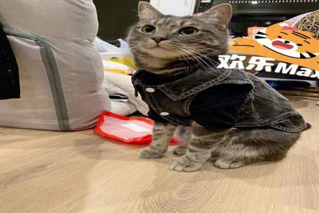 养猫衣服搭配什么