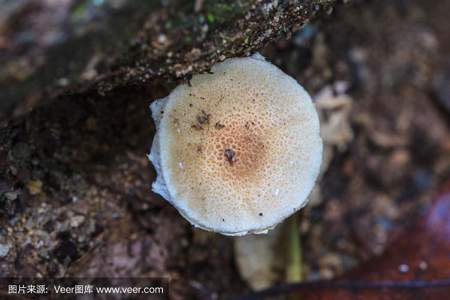 桂花树上长出的蘑菇叫什么
