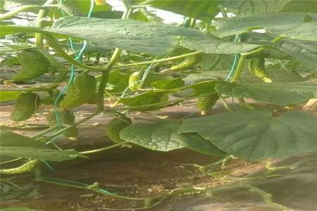 夏季黄瓜只长秧苗不结瓜怎么解决