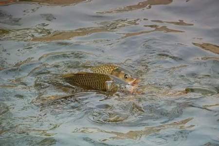 鲤鱼喜欢藏在河流什么位置