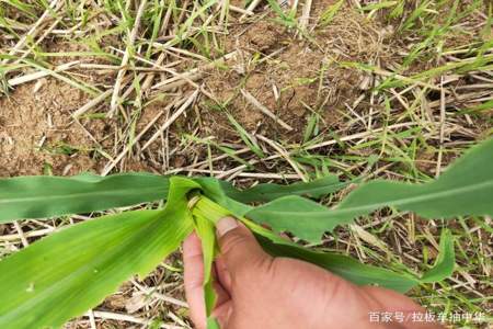 玉米浇水后苗心叶黄什么原因