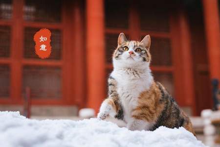 下雨了故宫的猫怎么办