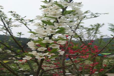 梨花溪捡菌子怎么上去