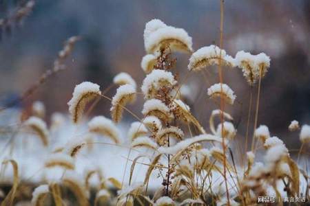 花飞如雪用什么修辞手法