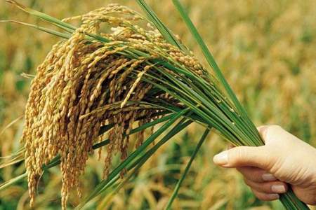 我国是从什么时候开始种植水稻的