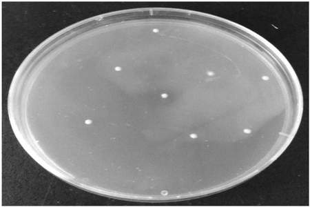 戈氏梭菌芽孢冻干粉是什么