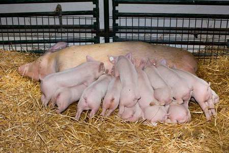 小猪只吃半个月奶有什么影响