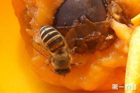 蜜蜂最喜欢吃什么