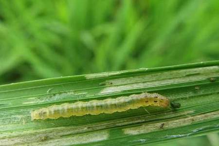 水稻负泥虫用什么药防治好