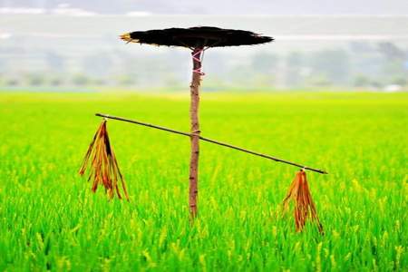 稻草人里的新结的稻穗中可以看出是什么季节