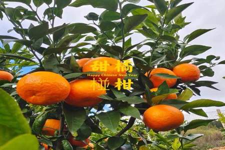 婆婆家门口种的橘子长果子了怎么发文字表达
