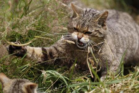 野猫经常到家里偷吃东西怎么办