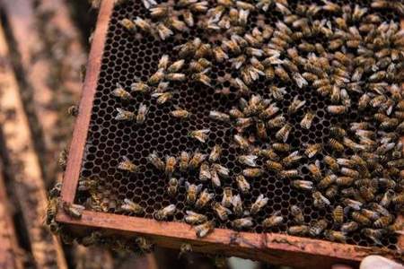 蜜蜂中午在巢门口结团是怎么回事