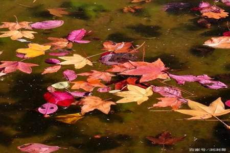 水上的落叶像什么又像什么
