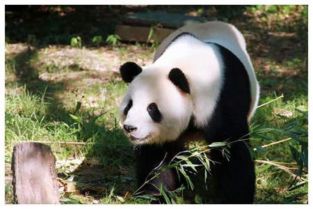 大熊猫为什么亲近人类