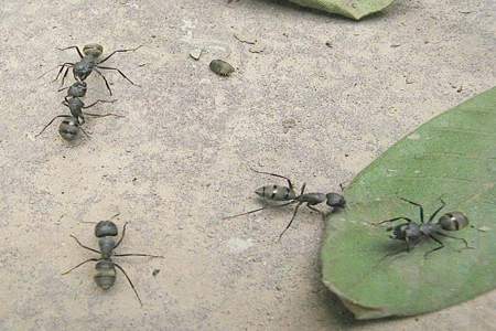 甲蚂蚁和乙蚂蚁走路怎么不重复