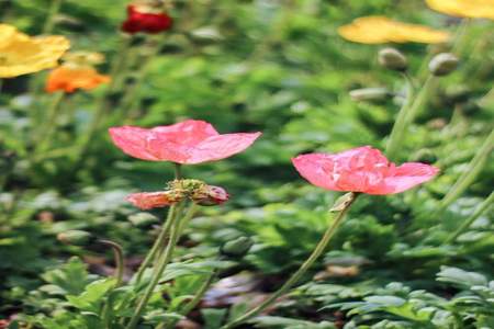 花若盛开下一句是什么