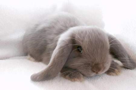 兔子一只耳朵往下垂是什么问题