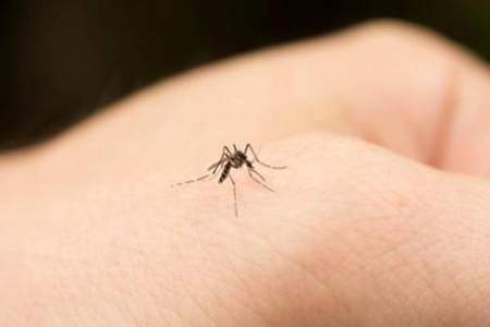 为什么蚊子喜欢一排连着咬