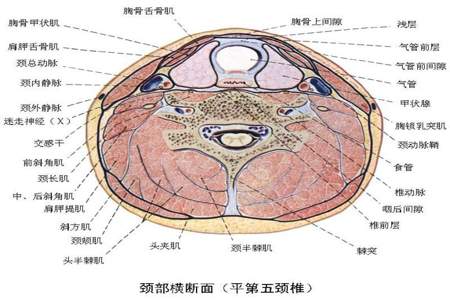 长脖子粉红色的没毛的只见颈头不见身露出河面是什么物种