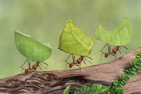 小蚂蚁怎么准备过冬的粮食比喻句子