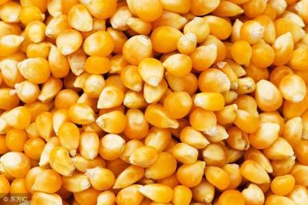 为什么玉米粒不可数但豆子可数