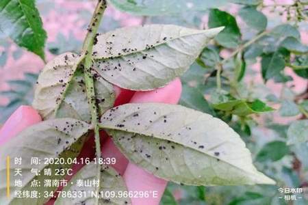 花椒里面是什么虫