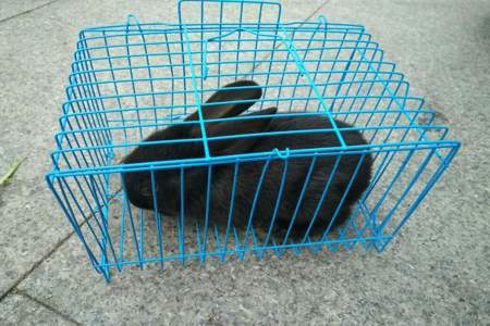 刚买的兔子怎么让它肯出笼子