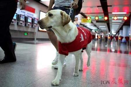 怎么领养导盲犬，检疫犬