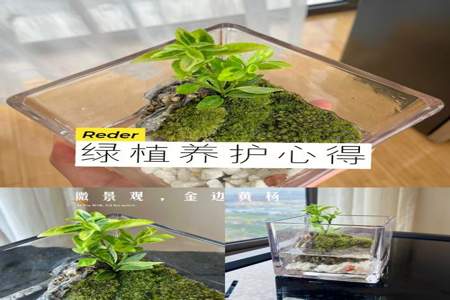 怎么形容绿植漂亮