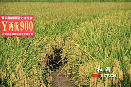 农业部现在要取消什么杂交水稻