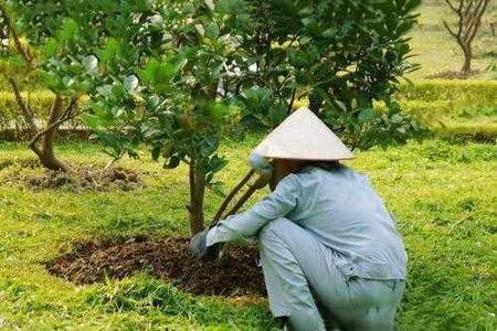 柚子树移栽半年都没发芽怎么办