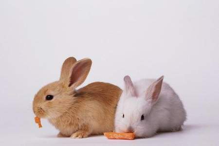 兔子用碗喝水时为什么身体会抖