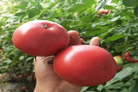 秋天种什么品种西红柿