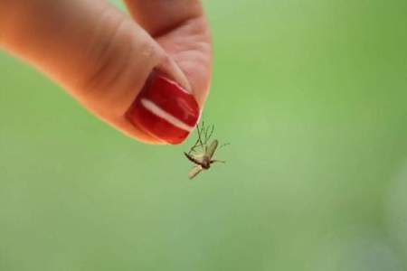 蠓虫叮咬为什么比普通蚊子严重