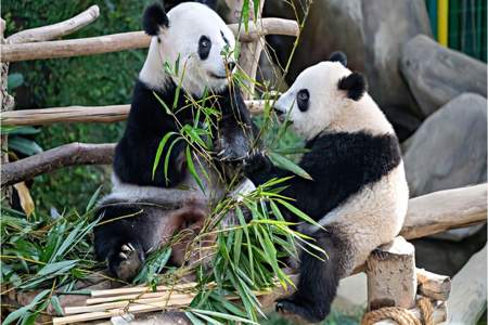 为什么熊猫网上说熊猫谊谊升谊五月回国