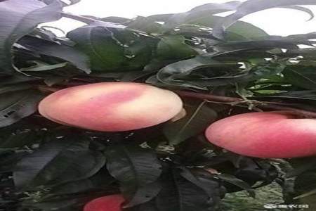 大红桃20是什么品种