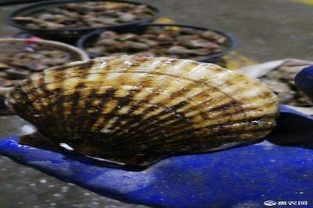 人工养殖的扇贝在海里吃什么