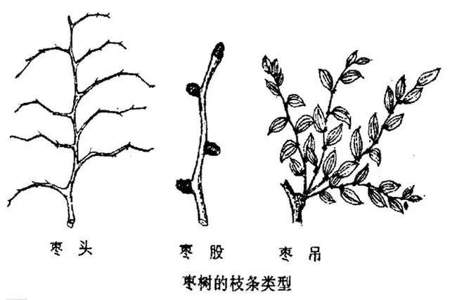 什么的枝芽填空