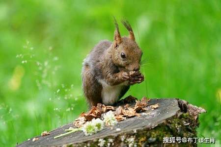 怕负责人，活在自己想象中是像什么动物