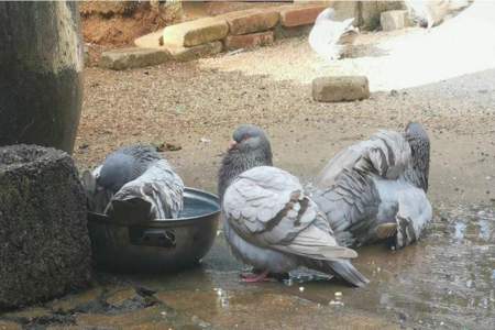 鸽子不洗澡怎么办