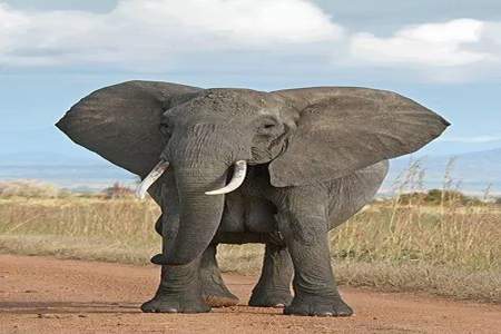 大象有一双大耳朵改为感叹句怎么写