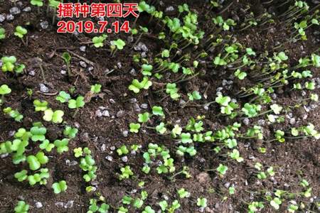 小白菜刚出来下大雨怎么办