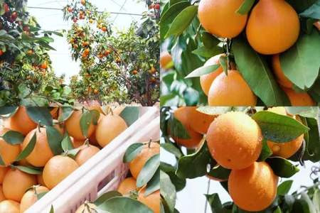 橙子和橘子成熟的季节是什么