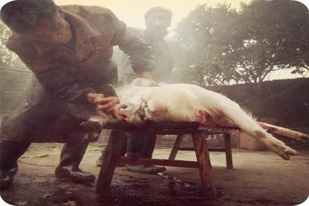 杀猪为什么要用铁钩钩住猪的嘴里