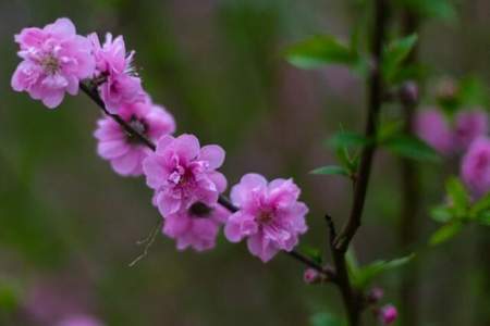 见桃花什么意思