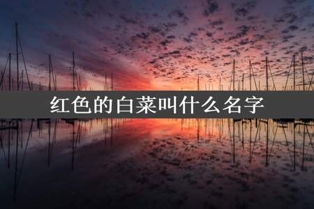 红色的白菜叫什么名字