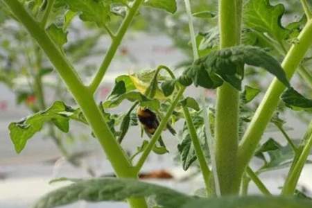 西红柿钻进虫子怎么治