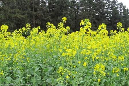 油菜花黄后填什么重叠词