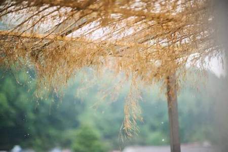 风来听风，雨来听雨什么意思